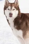 Фото Флойд
