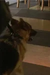 Фото Хантер