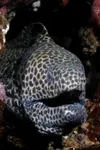 Фото Honey Comb
