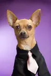 Фото Eli the Chihuahua