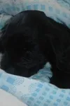 Фото Tappancs the Dog
