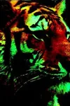 Фото MacroTiger