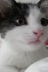 Фото Sophia The Cat