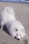 Фото Atka the Amazing Eskie