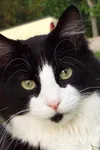 Фото Sylvester Squeaky Randal