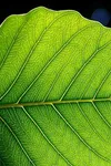 Фото Randall Oelerich