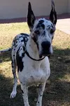 Фото Armani GreatDane
