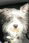 Фото Mannix The Dog