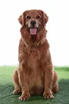 Фото Serena the Wonder Dog