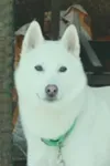 Фото Огу