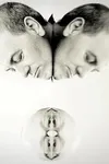 Фото Bent Ear