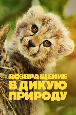 Постер к сериалу Возвращение в дикую природу (2025)