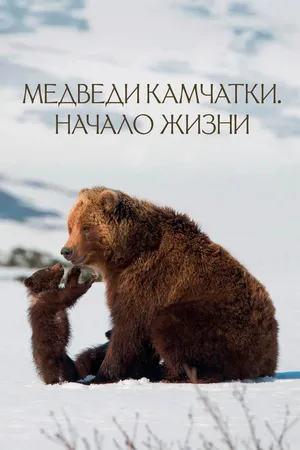 Постер к фильму Медведи Камчатки. Начало жизни (2018)