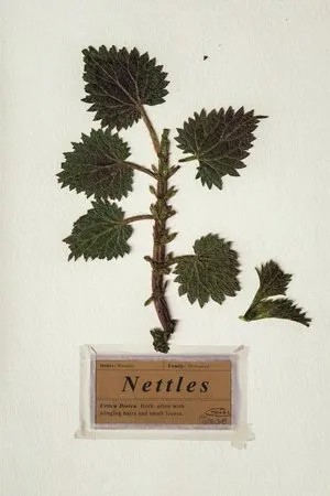 Постер к фильму Nettles (2018)