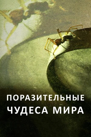 Постер к сериалу Поразительные чудеса мира (2015)