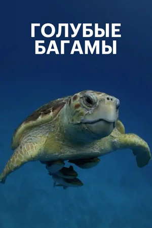 Постер к сериалу Голубые Багамы (2015)