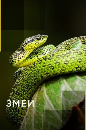 Постер к сериалу Змеи (2017)