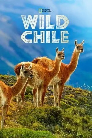 Постер к сериалу Wild Chile (2018)