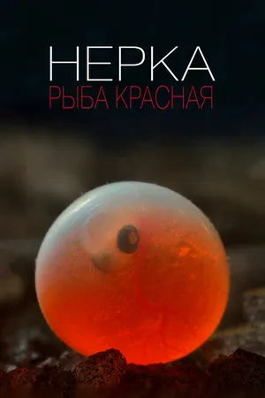 Постер к фильму Нерка. Рыба красная (2020)
