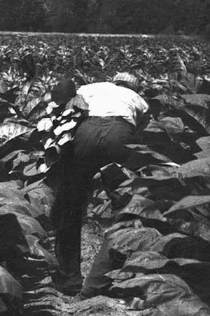Постер к фильму The Back-Breaking Leaf (1959)
