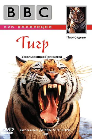 Постер к фильму BBC: Тигр (1999)