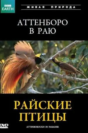 Постер к фильму BBC: Райские птицы (1996)