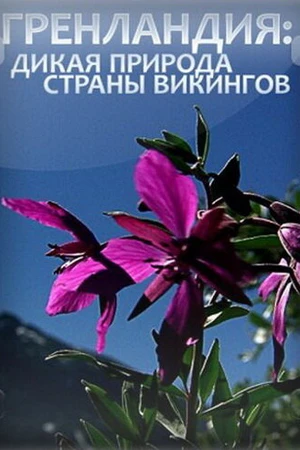 Постер к фильму Гренландия: Дикая природа страны викингов (2005)