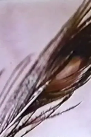 Постер к фильму Sexual Meditation: Faun's Room, Yale (1972)
