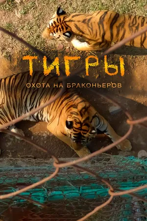 Постер к фильму Тигры: Охота на браконьеров (2020)
