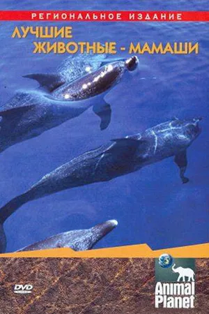 Постер к фильму Animal Planet. Лучшие животные-мамаши (2004)