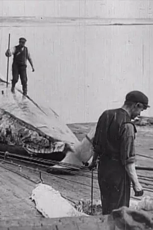 Постер к фильму Китобойный промысел в море и на берегу (1908)