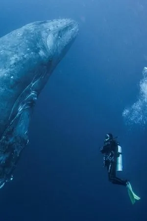 Постер к фильму Whale Patrol (2009)