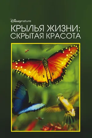 Постер к фильму Крылья жизни: Скрытая красота (2011)