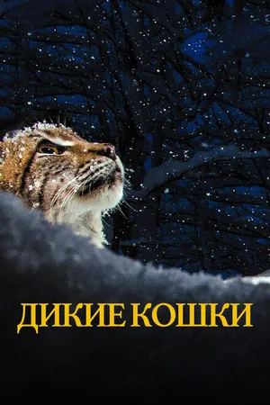 Постер к фильму Дикие кошки (2021)