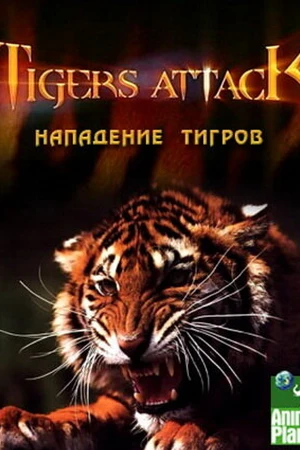 Постер к фильму Нападение тигров (2007)