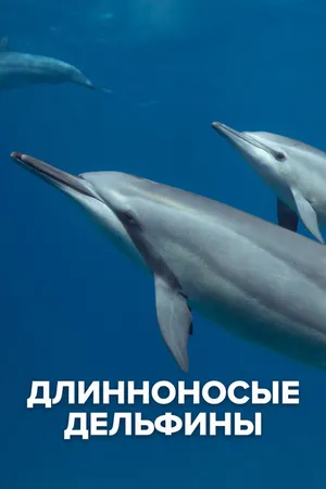 Постер к фильму Длинноносые дельфины (2016)