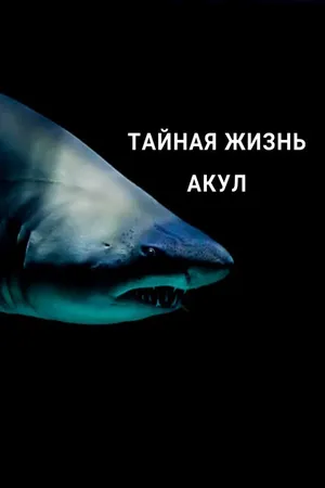 Постер к сериалу Тайная жизнь акул (2021)