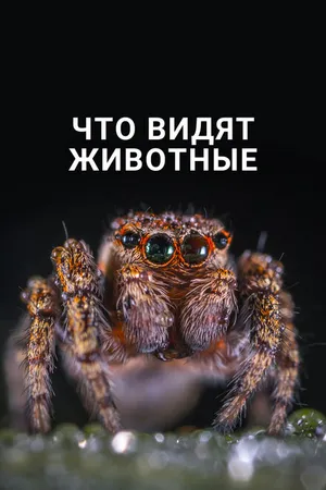 Постер к фильму Что видят животные (2018)