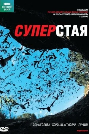 Постер к фильму BBC: Суперстая (2009)
