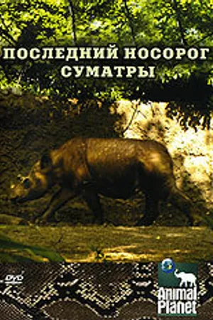 Постер к фильму Animal Planet: Последний носорог Суматры (2002)