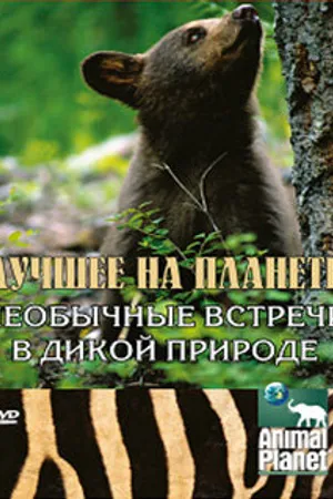 Постер к сериалу Animal Planet: Лучшее на планете (2003)