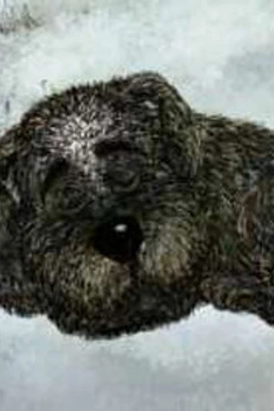 Постер к мультфильму Белолобый (2010)