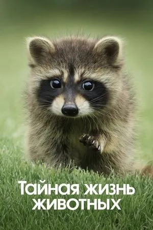 Постер к сериалу Тайная жизнь животных (2024)