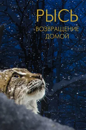Постер к фильму Рысь. Возвращение домой (2022)