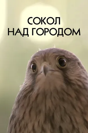 Постер к фильму Сокол над городом (2012)