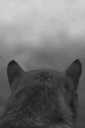 Постер к фильму From the Mountain (2014)