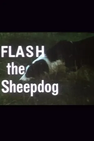 Постер к фильму Flash the Sheepdog (1966)