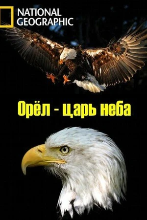 Постер к фильму Орёл — царь неба (2014)