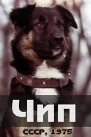 Постер к фильму Чип (1975)