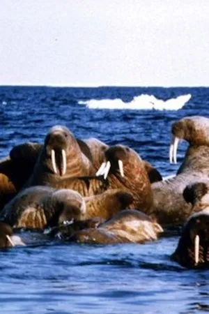 Постер к фильму Edge of Ice (1988)